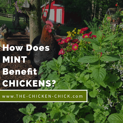 Effects of Mint on Chickens, Flies &amp; Rodents in the Chicken Yard