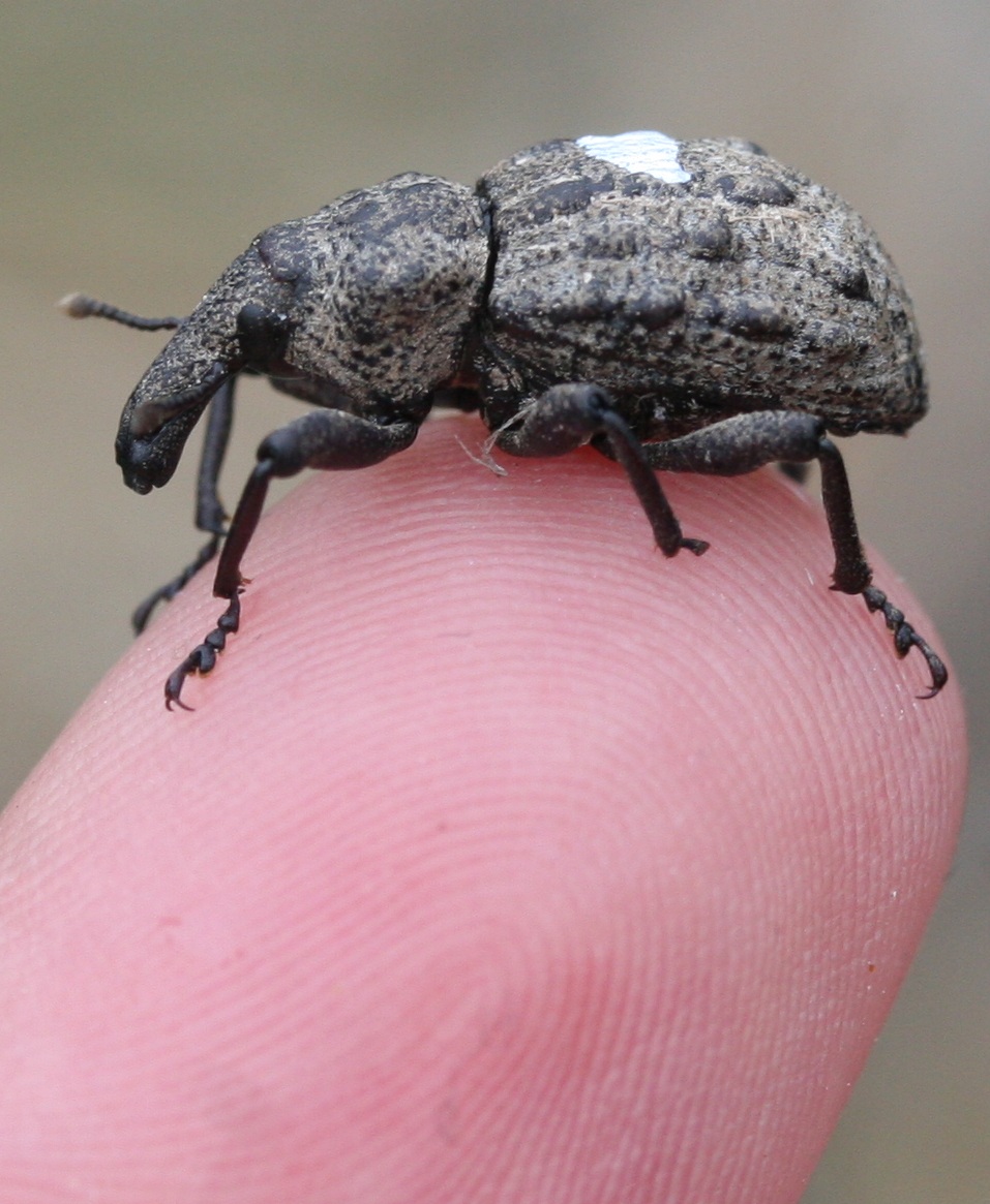 Vanishing weevils theGIST