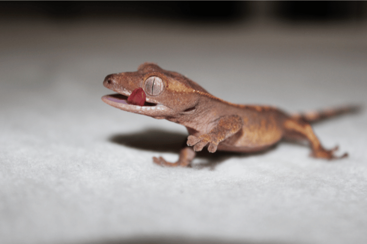 Can Crested Geckos Eat Raspberries?