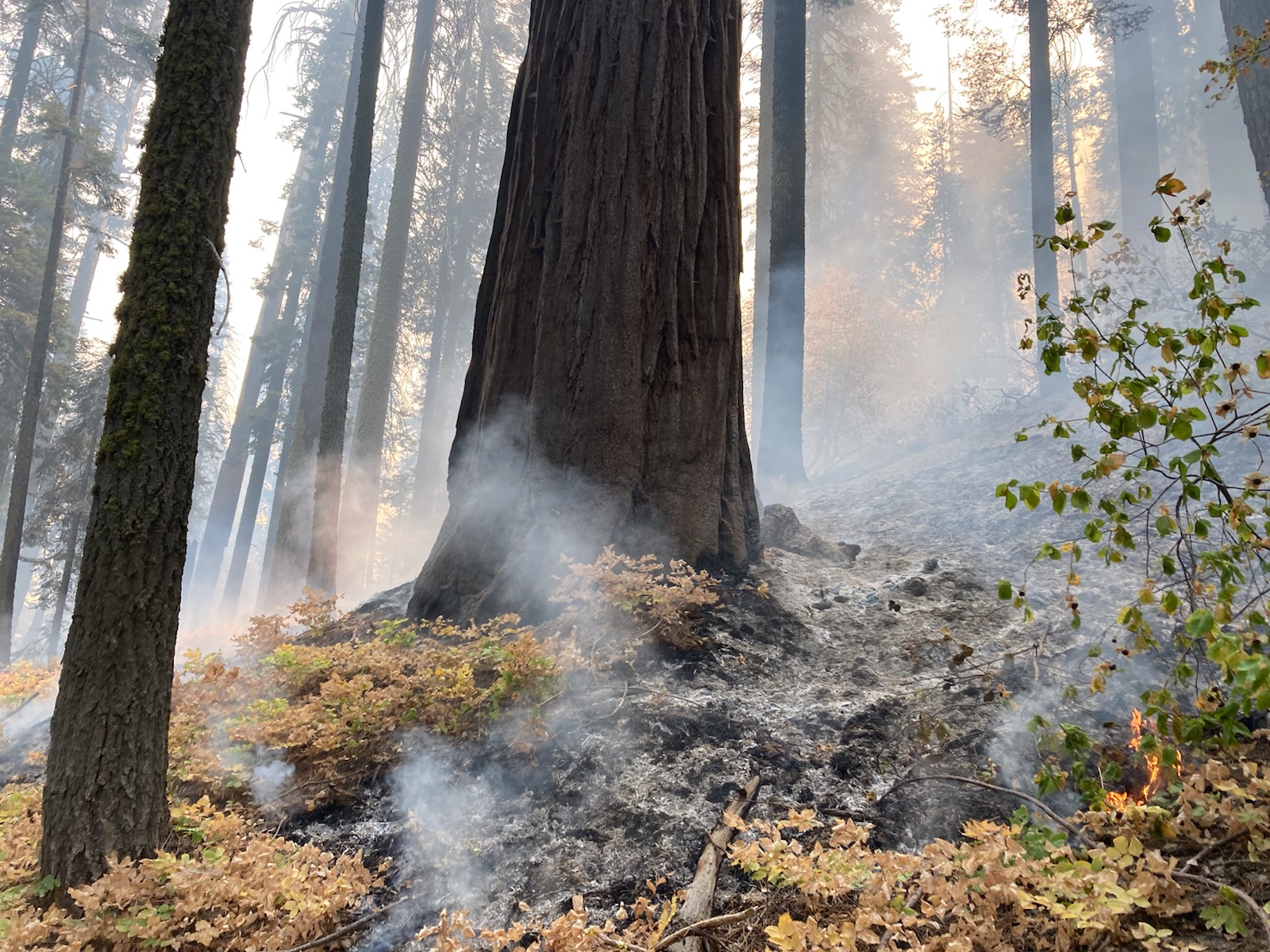 Southern Sierra Fires 9/28/2021 The Lookout
