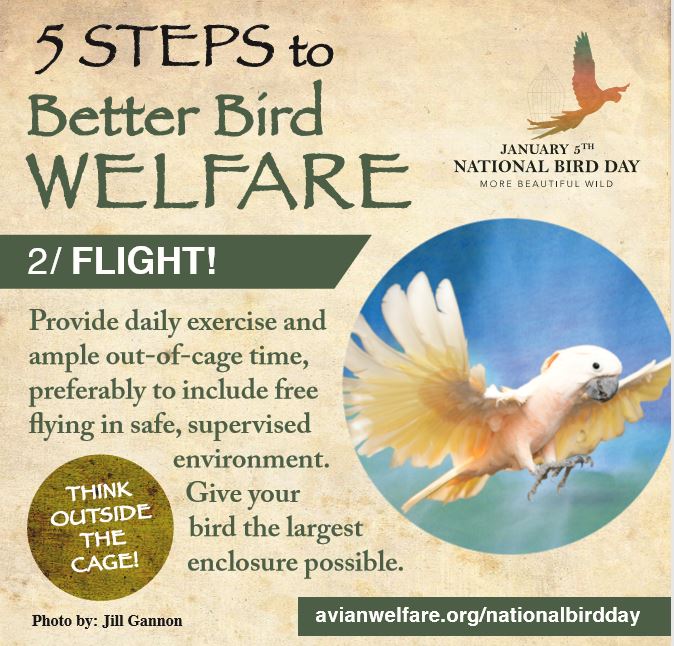 5 Key Steps to Better Bird Welfare The Oasis Sanctuary