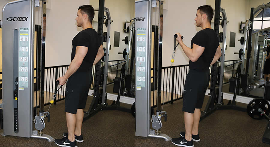 One Arm Cable Curl The Optimal You Online Personal Trainers