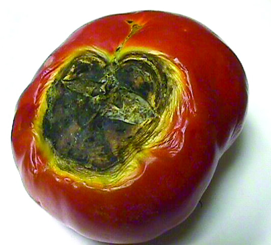 Blossom end rot The Source