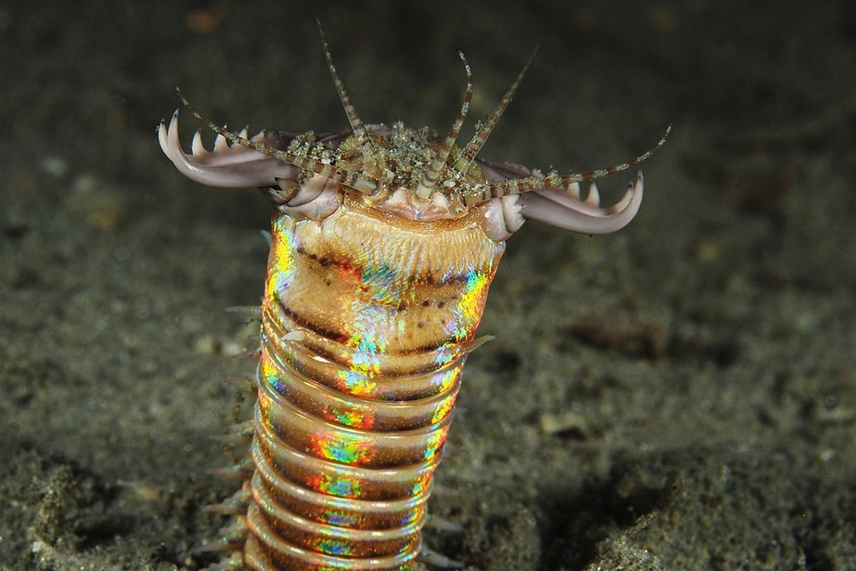 Bobbit Worms Eunicidae The Three P Underwater Macro Photography