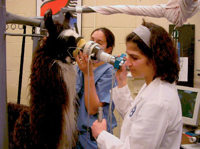 Membership The Veterinary Comparative Respiratory Society