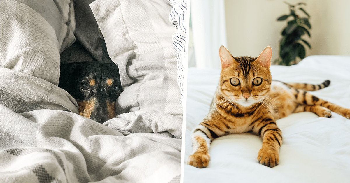 You And Your Pet Can Now Get Paid To Test Out Beds The Yorkshireman