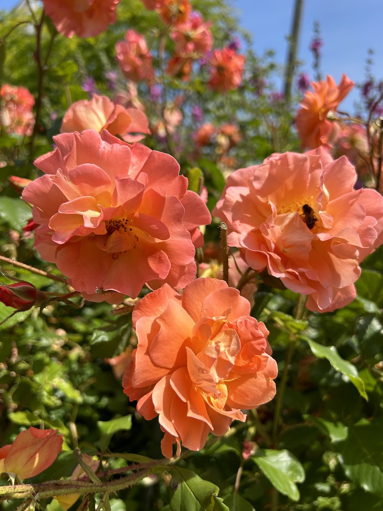 What is the best rose to grow in your garden? The3Growbags have ideas