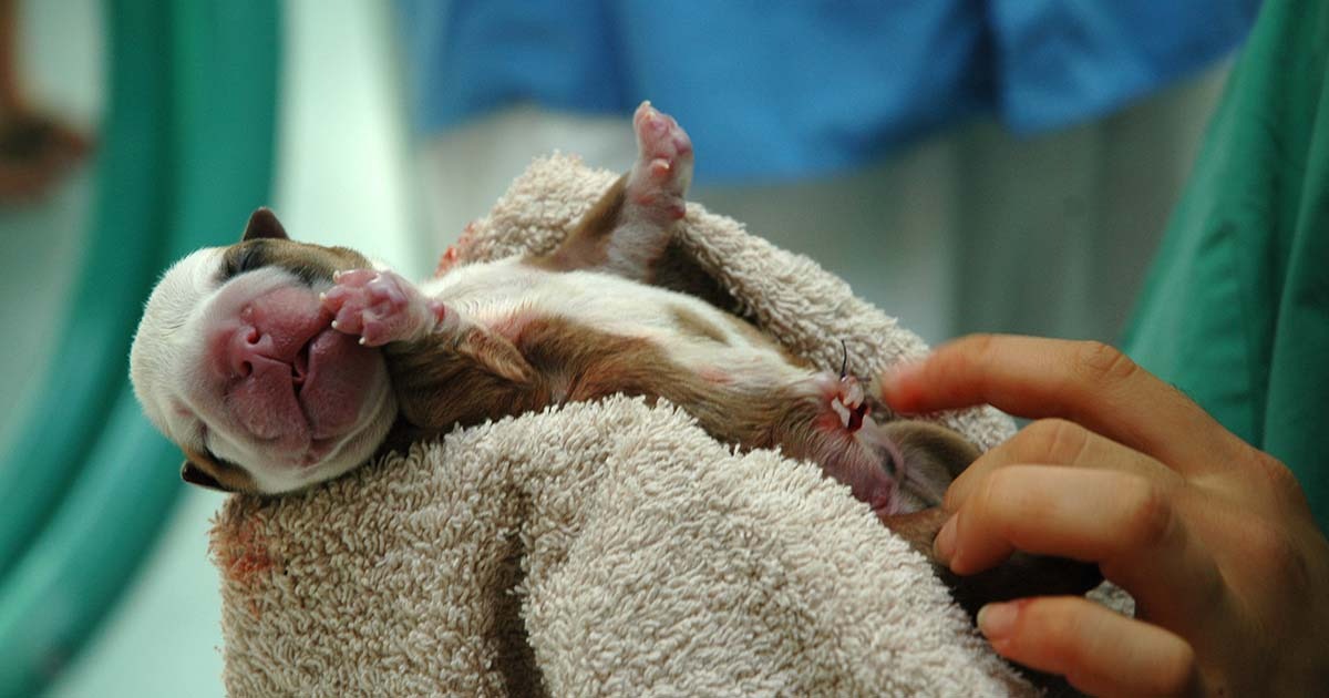 Your Pitbull Giving Birth For The First Time? The Ultimate Guide Step