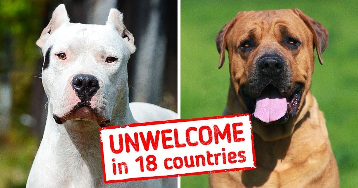 Where Are Pitbulls Banned? Fully updated and latest in 2023