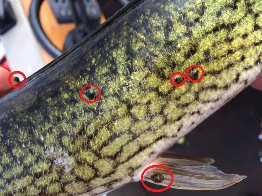 Fish Lice and Stuff. Real Hunts. Unreal Stories.