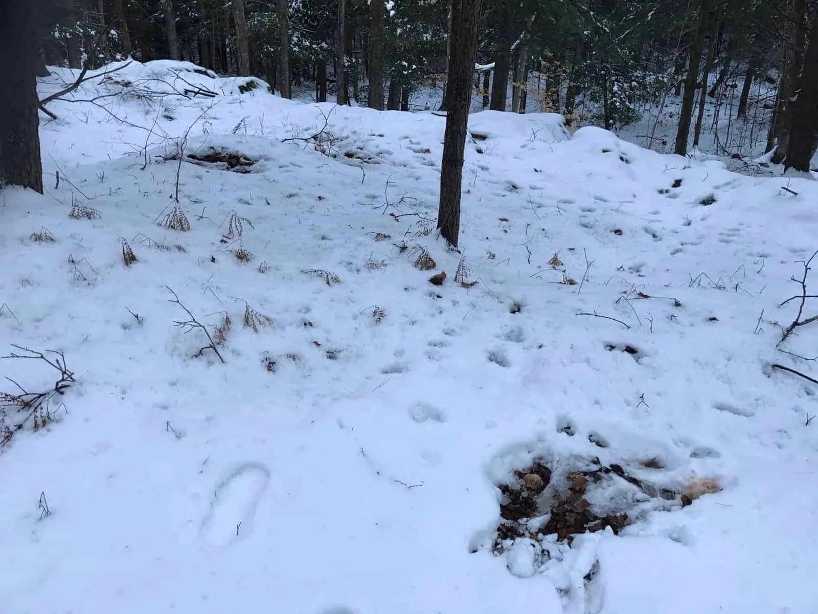 4PT16.17 If it Wasn’t for Bad Luck… Real Hunts