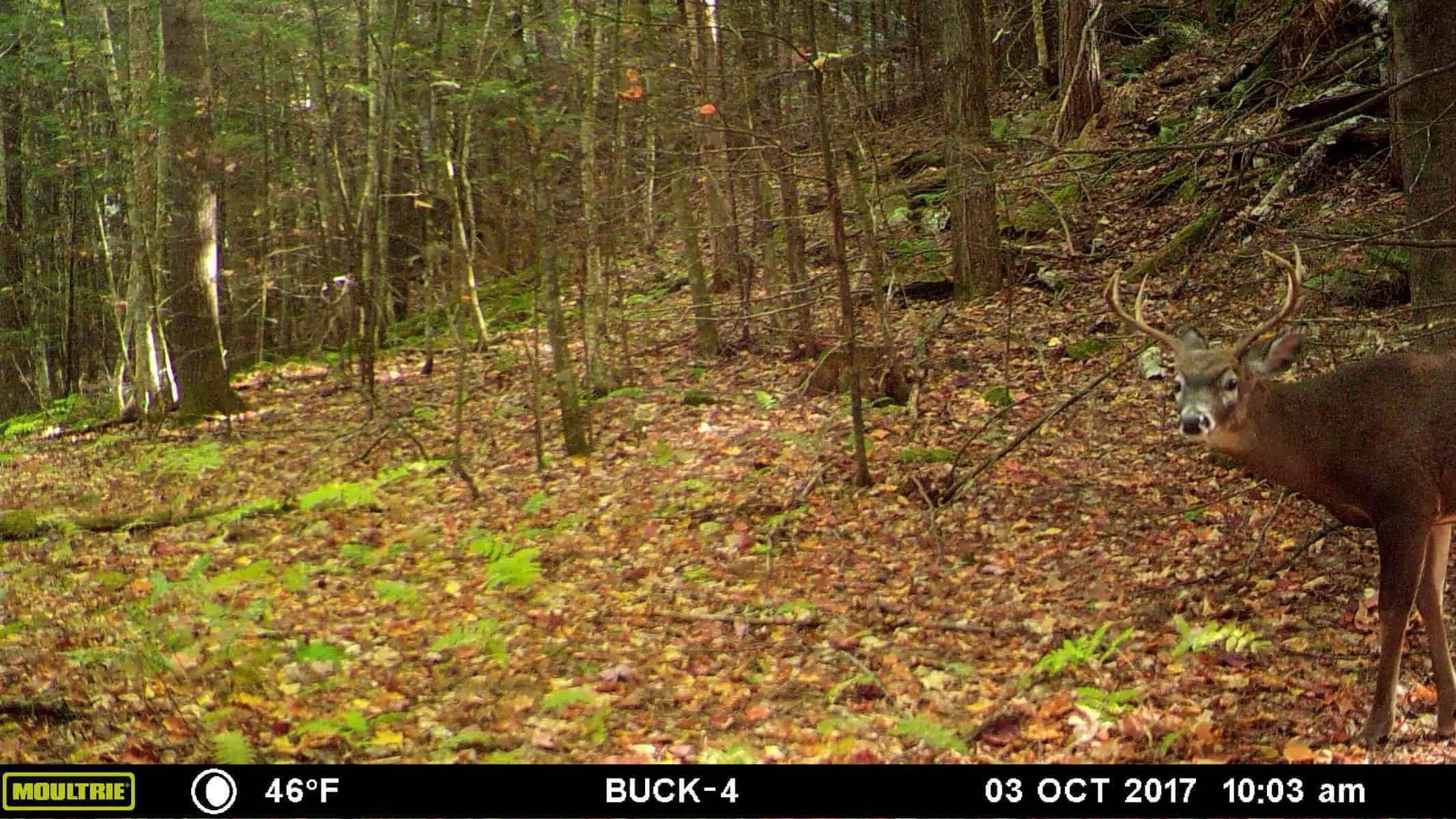 New Hampshire Hunting Season Update 3 Redefining Success
