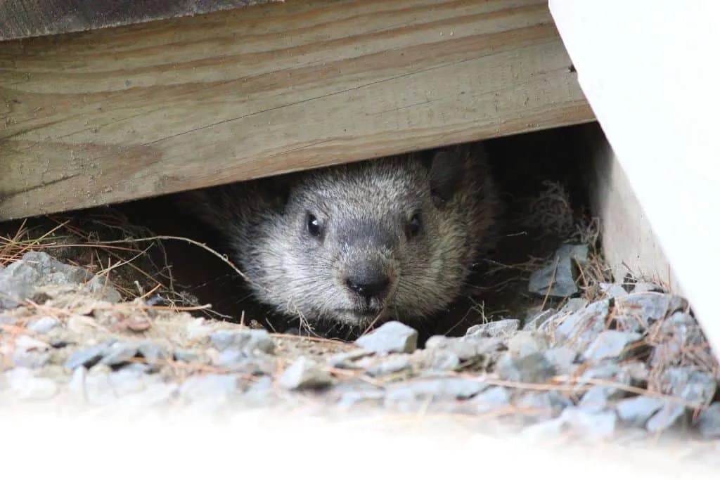 Expanding the Woodchuck Niche Real Hunts. Unreal