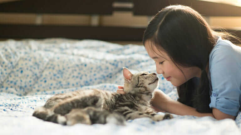 猫にペット保険はいらない？おすすめの保険はある？ nekonekoブログ