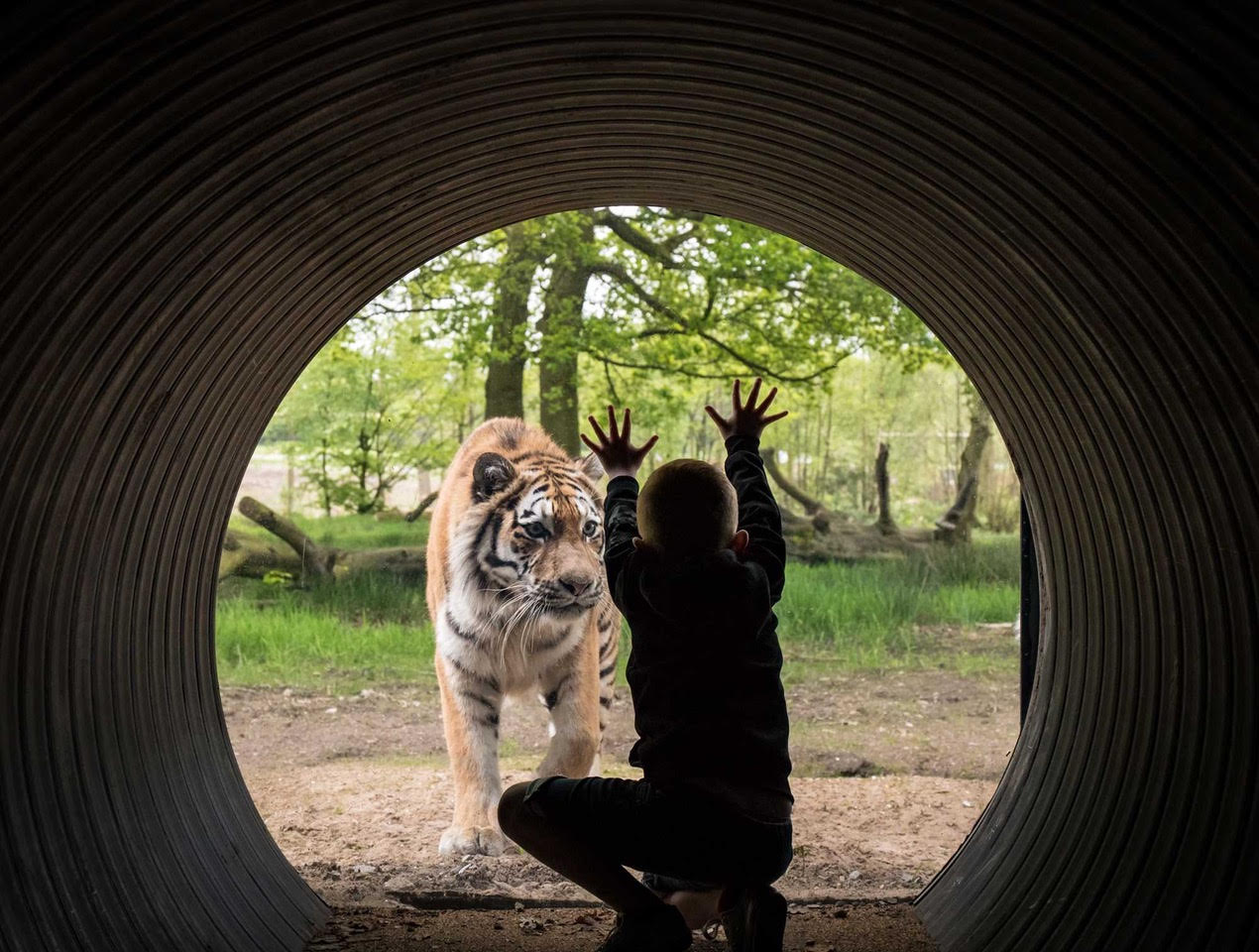 Knowsley Safari Park The Accessible Guide