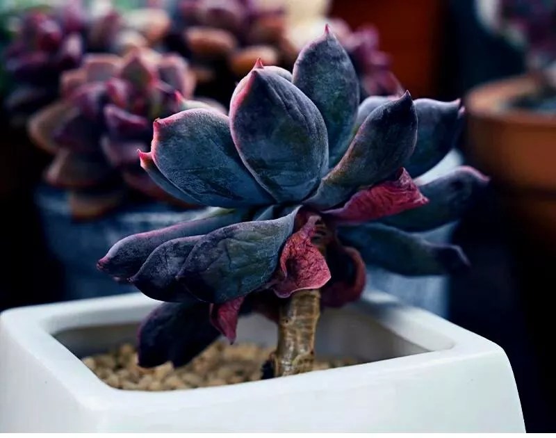 Can You Revive A Frozen Succulent? (Yes, You Definitely Can)