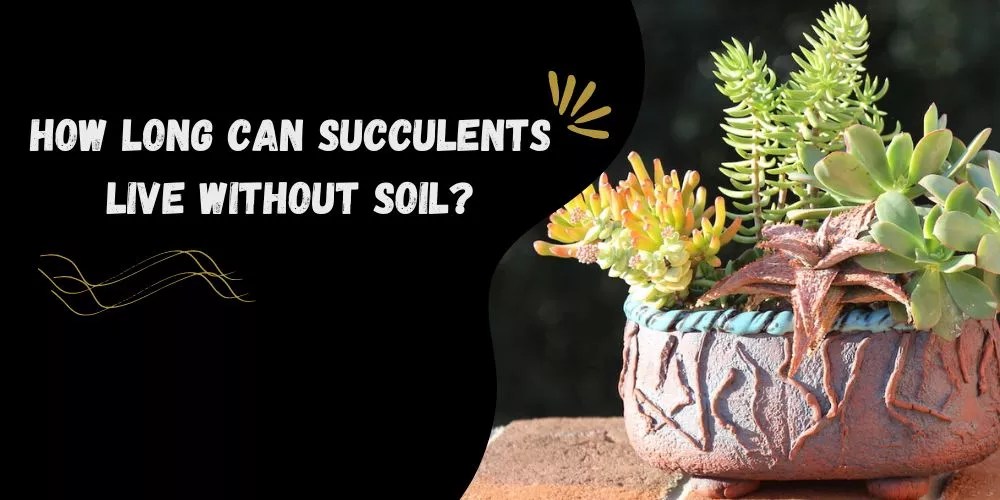 How Long Can Succulents Live Without Soil? (Expert's Best Guide)