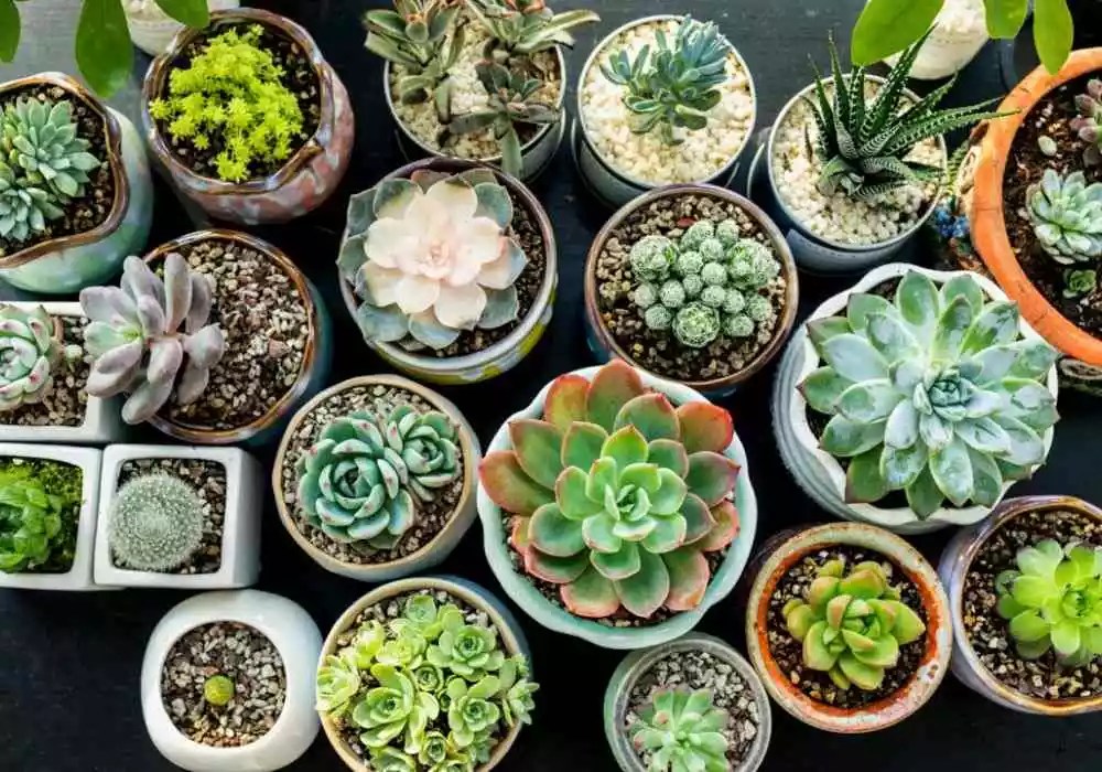 How Long Can Succulents Live Without Soil? (Expert's Best Guide)