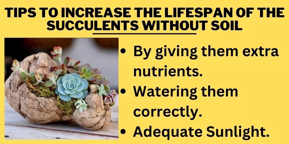 How Long Can Succulents Live Without Soil? (Expert's Best Guide)