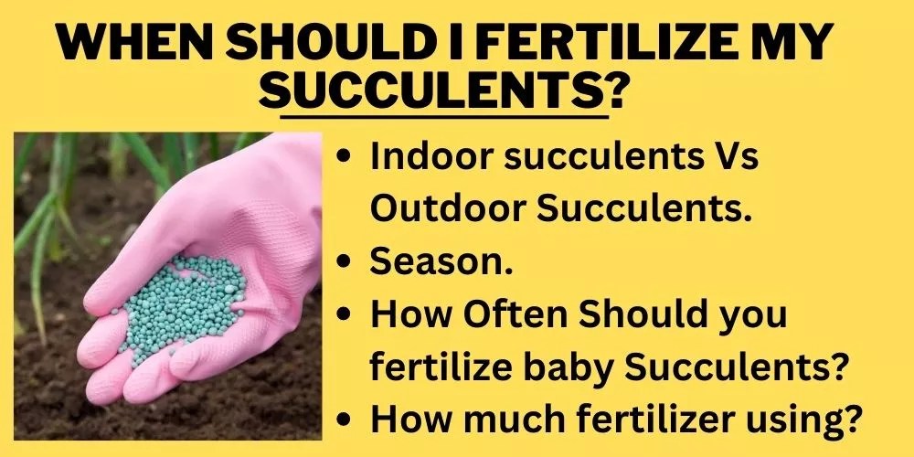How Often To Fertilize Succulents? (An Accurate Answer)