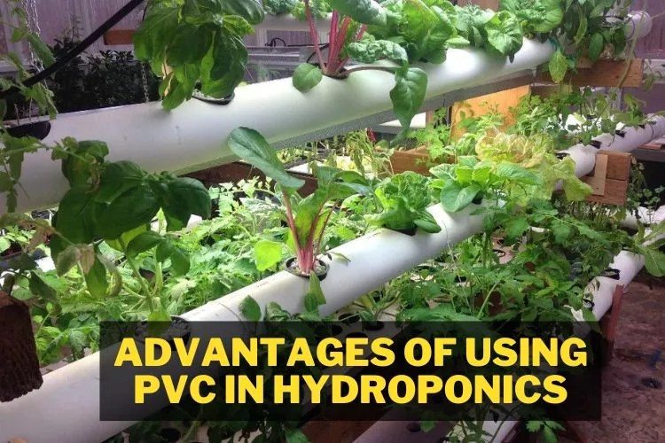 Is PVC Safe For Hydroponics? (Click To Know)