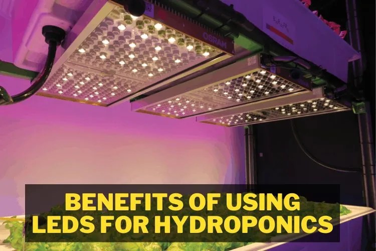 Do LED Lights Work For Hydroponics? (My Best Take)
