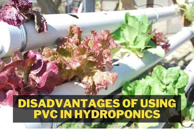 Is PVC Safe For Hydroponics? (Click To Know)