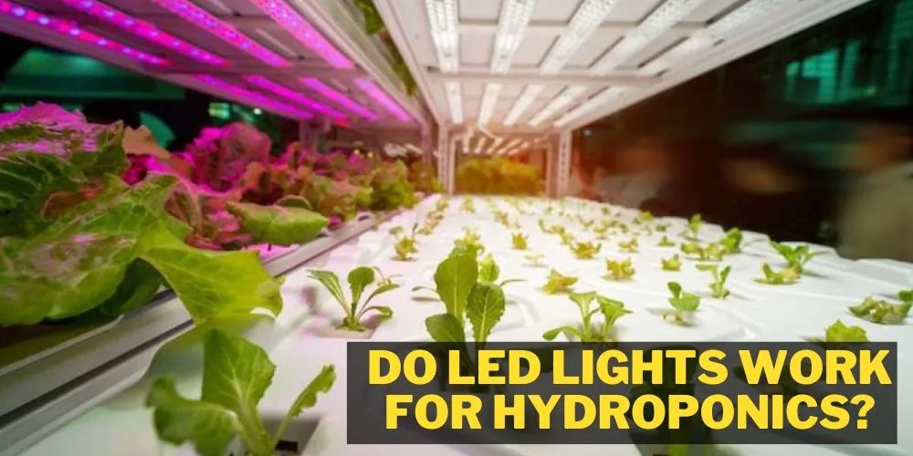 Do LED Lights Work For Hydroponics? (My Best Take)