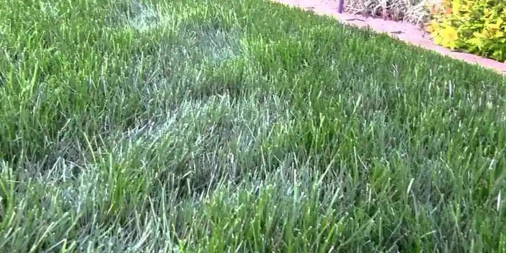 Why Is My Grass Turning White? (4 Reasons With Best Solutions)