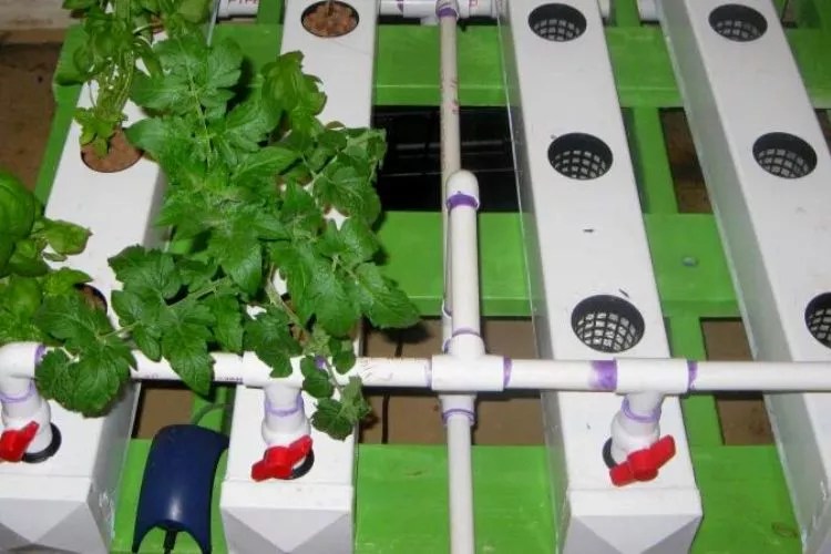 Is PVC Safe For Hydroponics? (Click To Know)