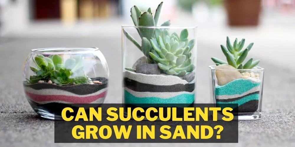 Can Succulents Grow In Sand? (Yes, They Fully Can)