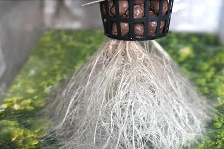 How To Get Rid Of Algae In Hydroponics In 9 Easy Ways