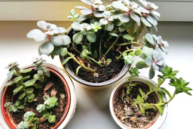 Why Is Succulent Growing Tall Instead Of Wide? (2 Reasons & Easy Fixes)