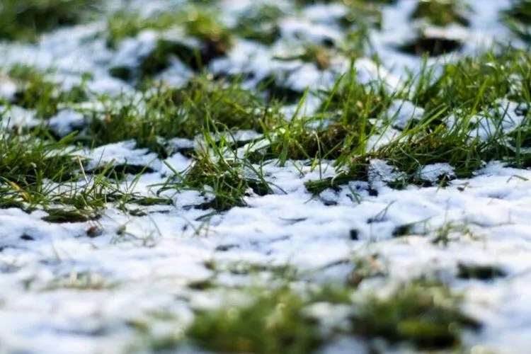 Does Grass Grow At Night? (No, Sadly It Doesn't)