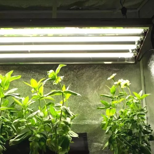 Do Hydroponics Need Sunlight? (Yes, They Extremely Do)