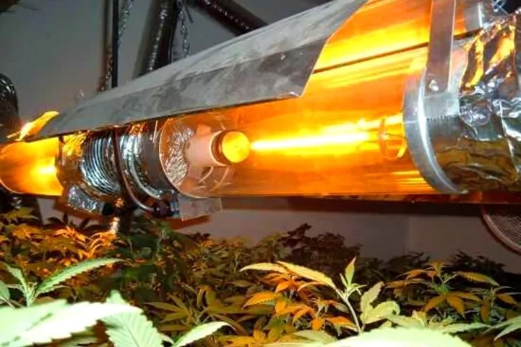 Do Hydroponics Need Sunlight? (Yes, They Extremely Do)