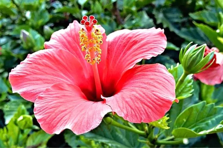 Do Hibiscus Like Coffee Grounds? (Yes, They Completely Do)