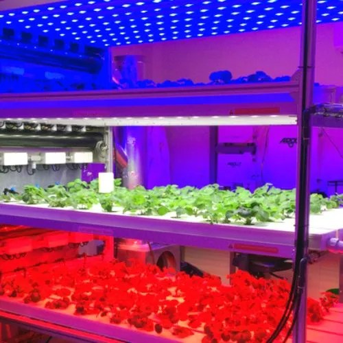 Do Hydroponics Need Sunlight? (Yes, They Extremely Do)