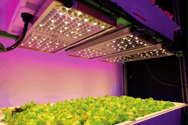 Do Hydroponics Need Sunlight? (Yes, They Extremely Do)