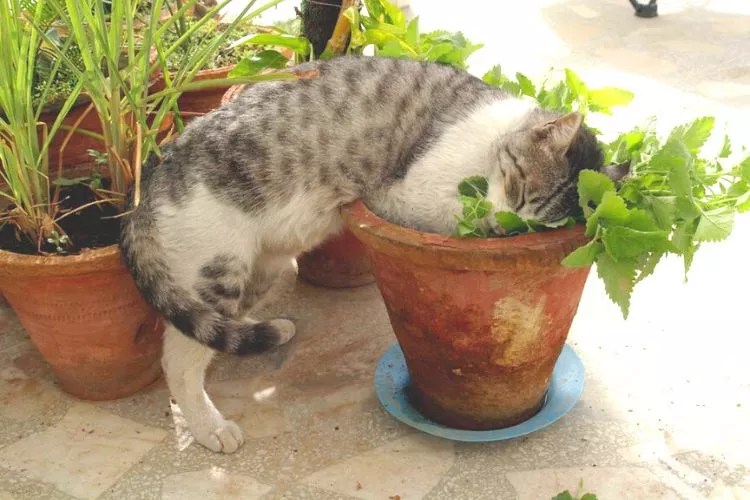How To Grow Catnip Indoors In 6 Easy Ways