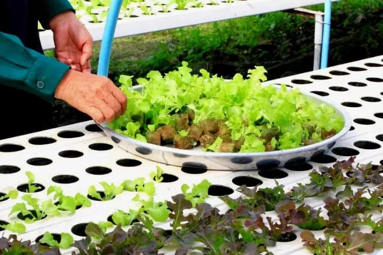 Hydroponics PH Keeps Rising 3 Possible Reasons & Easy Fixes