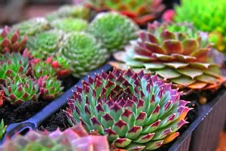 Do Succulent Leaves Grow Back? (No, It Sadly Don't)