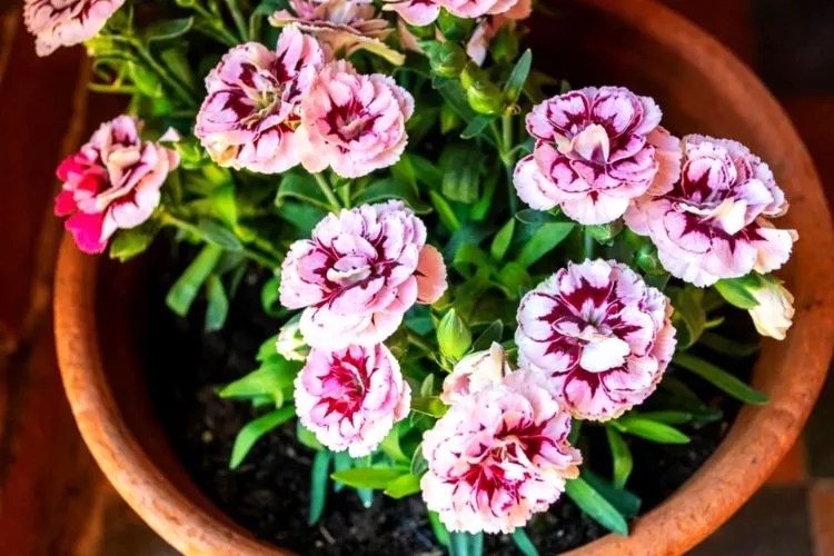 Are Eggshells Good For Lemon Trees? (A Fact Backed Answer)