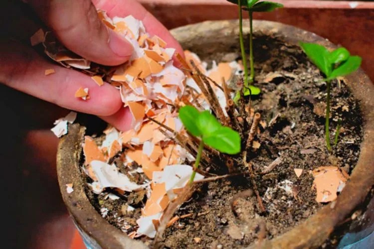 Are Eggshells Good For Lemon Trees? (A Fact Backed Answer)