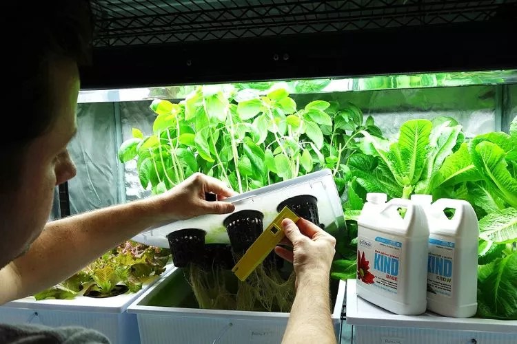 How Often Should You Add Nutrients To Hydroponics?