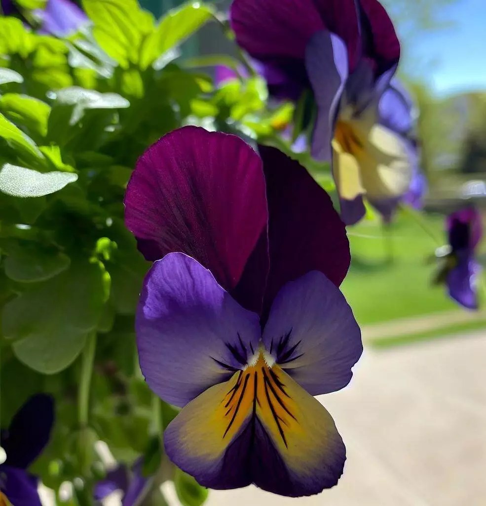 Why Are My Pansies Drooping? (4 Prime Reasons With Easy Cures)