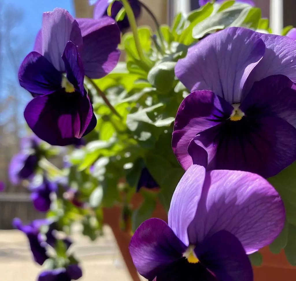 Why Are My Pansies Drooping? (4 Prime Reasons With Easy Cures)