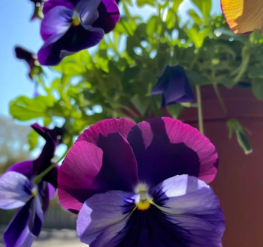 Why Are My Pansies Drooping? (4 Prime Reasons With Easy Cures)