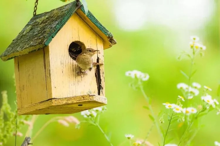 How To Keep Birds Out Of Hanging Plants In 7 Easy Ways
