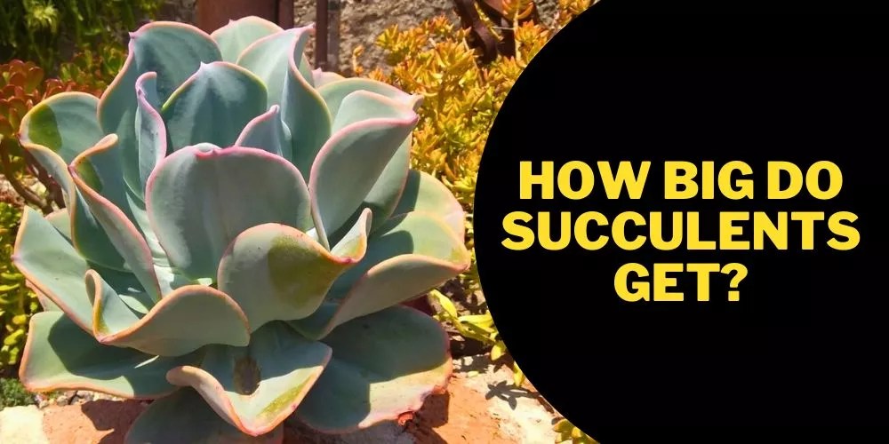 How Big Do Succulents Get? (An Accurate Answer)